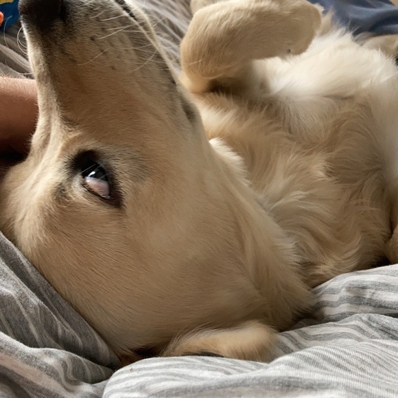 Meet your Posher, Seamus - Picture 1 of 1